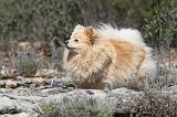SPITZ ALLEMAND 309